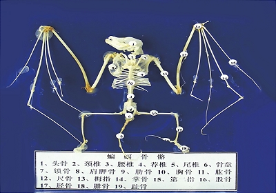 蒙台梭利教具(jù) 蝙蝠骨骼标