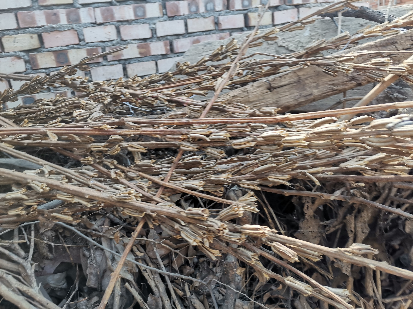 <strong>芝麻秆碳化处理：连续式碳化炉提升废物价值</strong>