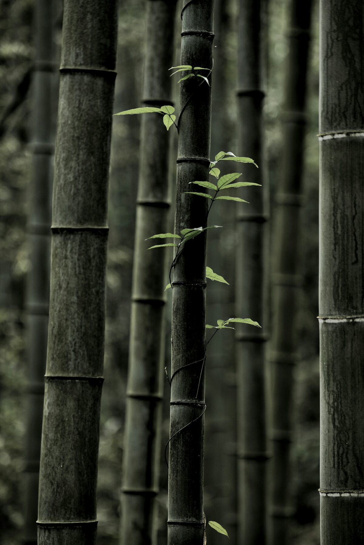 <strong>碳化竹子：从废弃物到肥沃之源，滋养糯米茁壮成长</strong>