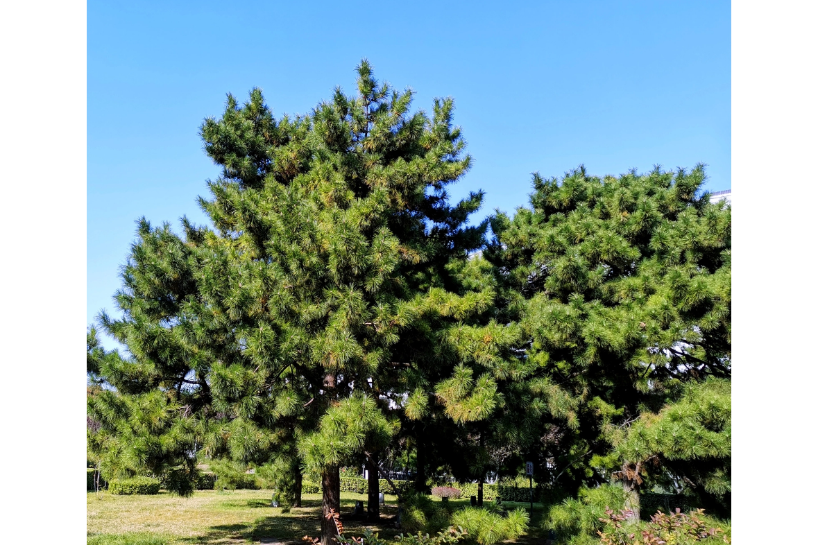 <strong>从沙柳、红柳与油松到生物质碳：资源的高效转化</strong>