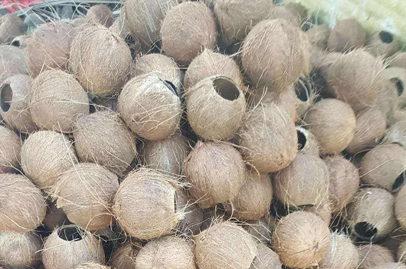 废弃的椰壳都能做什么用呢？